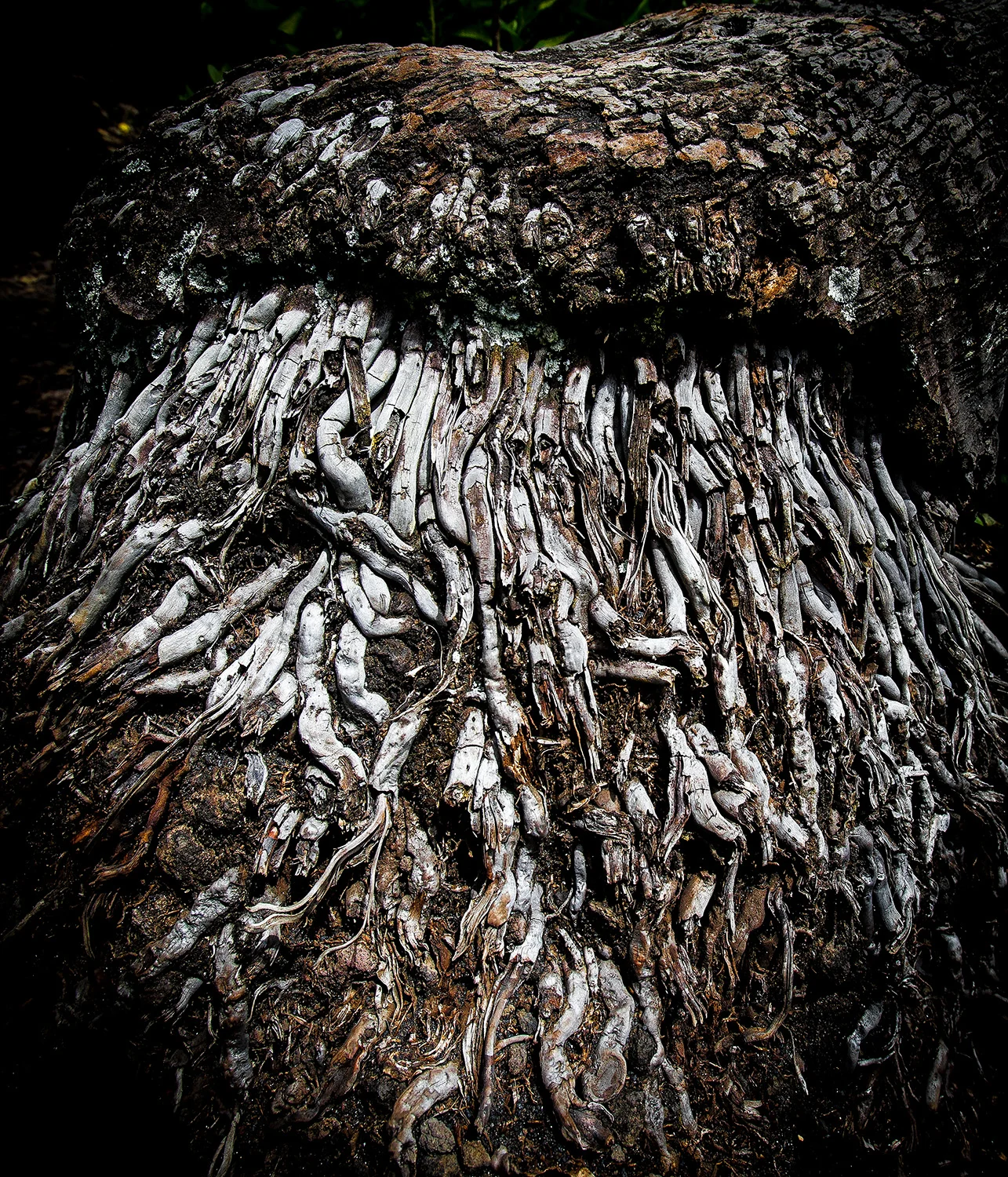 White Roots