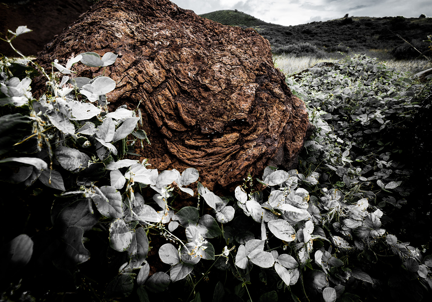  Rock and Leaves 