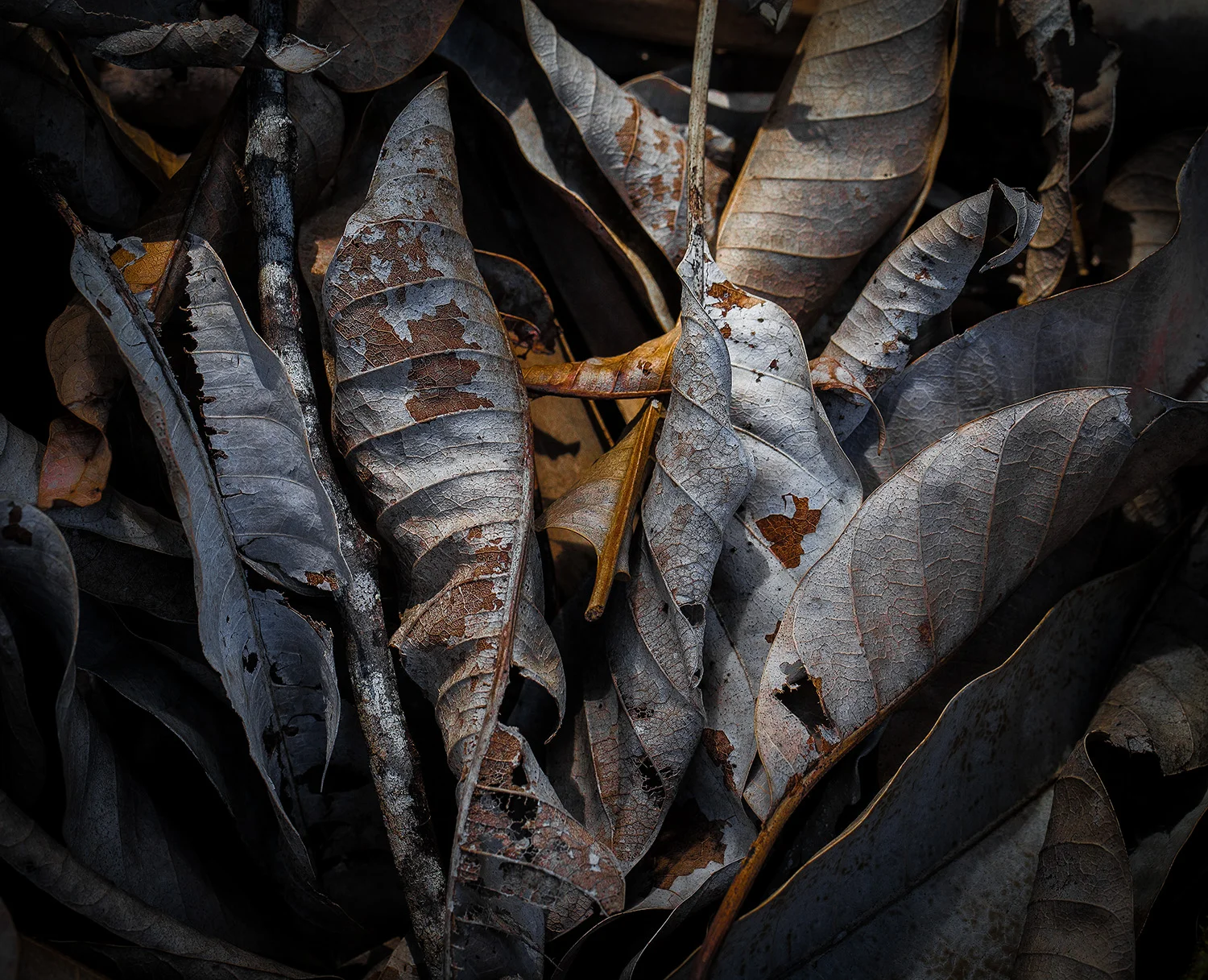 Leaves Brown and Gray
