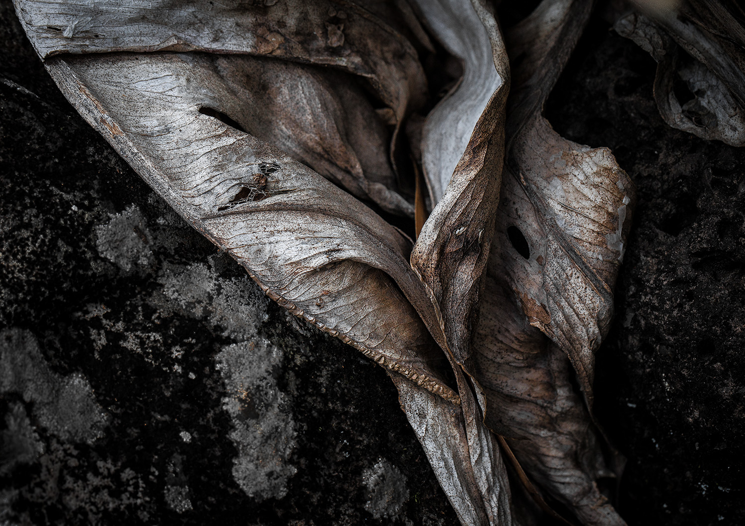  Leaves Two Silver 