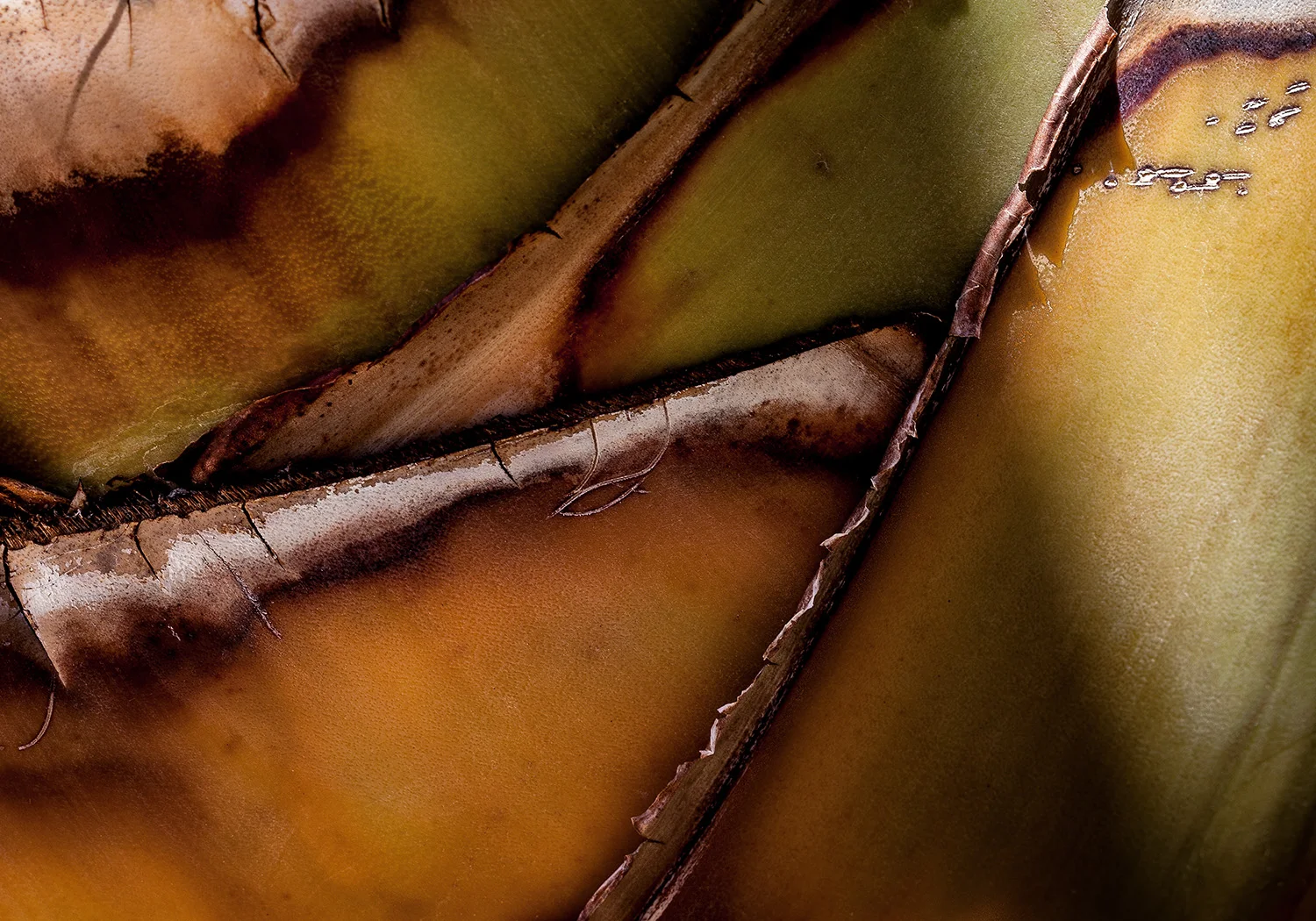 Palm Pattern 4