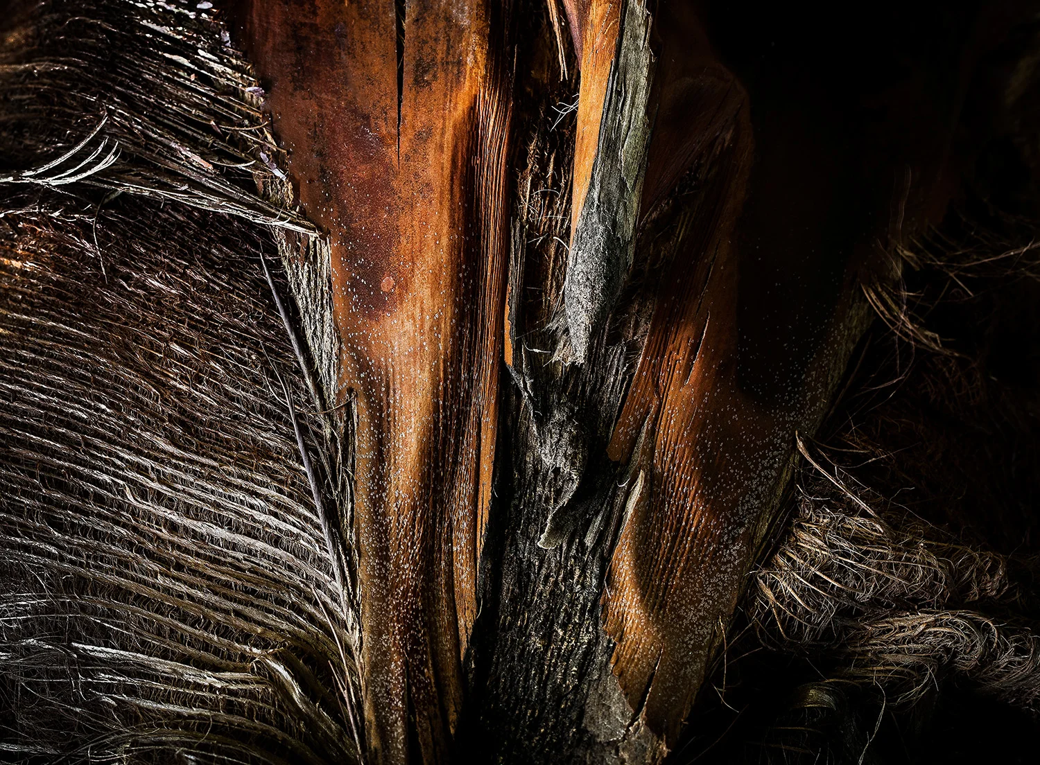 Palm Feather