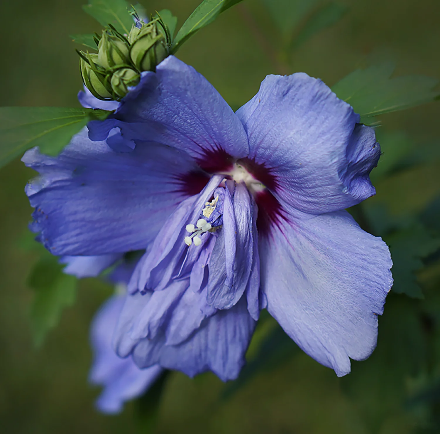 Purple hibiscus in Sara’s yard