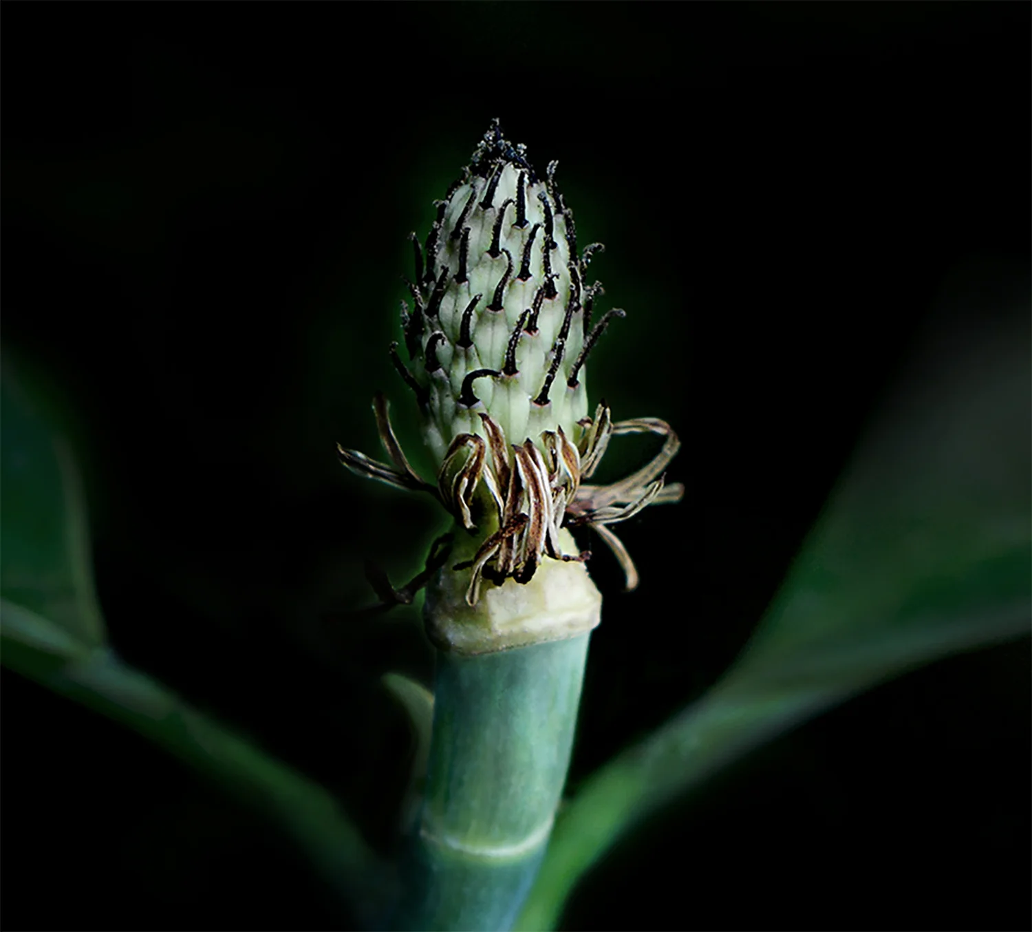 same bud, a few weeks later…