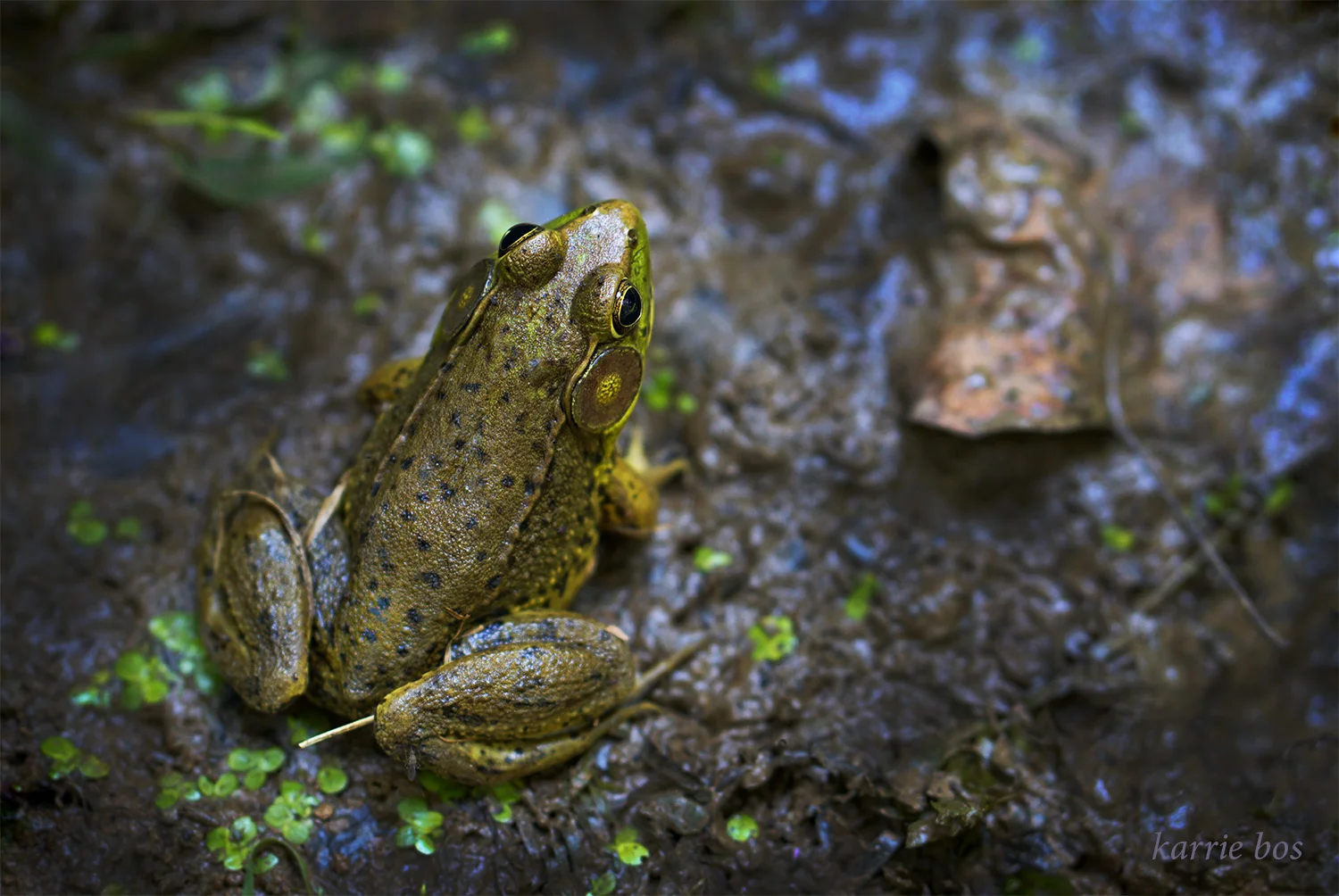 _DSC8595 a yes yes squarespace w name.jpg