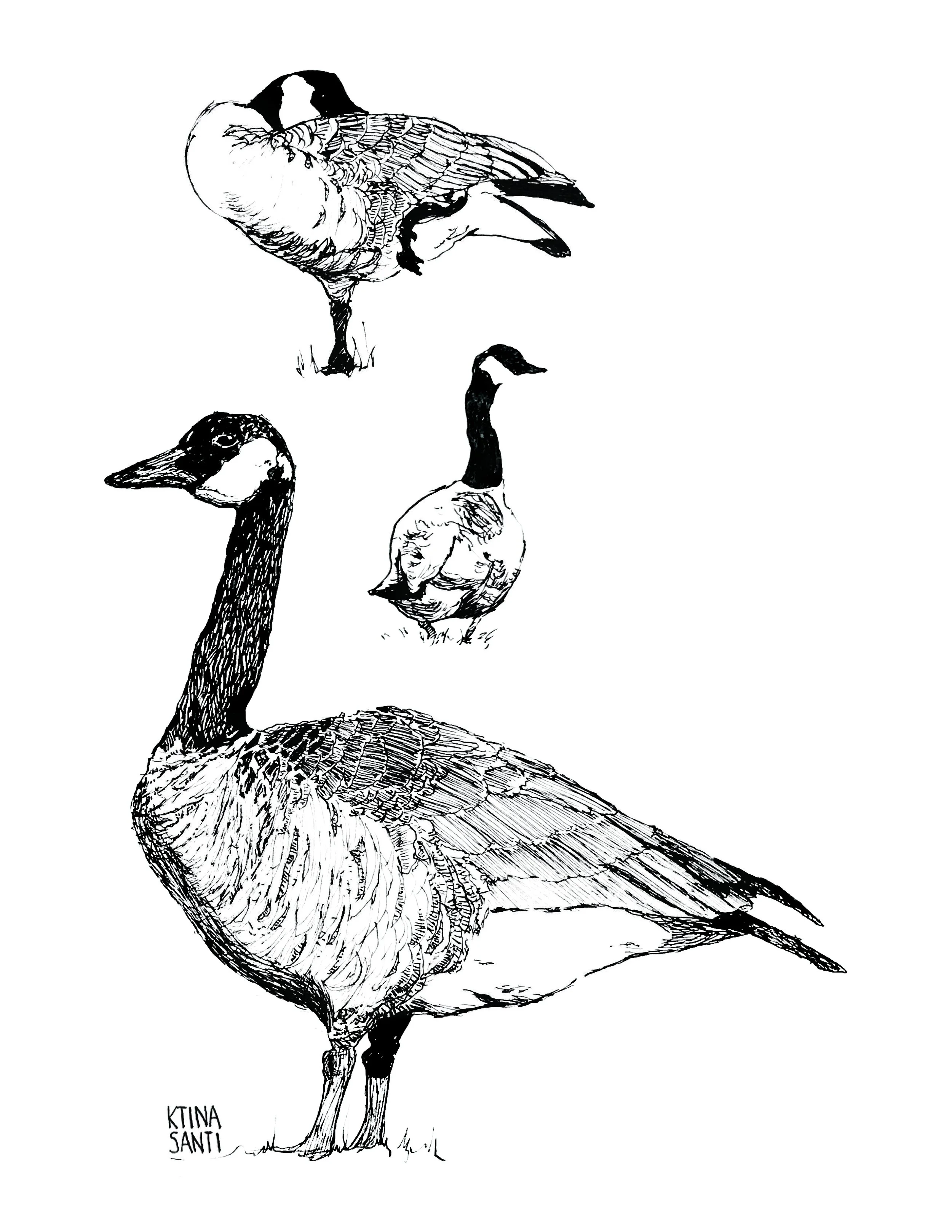 redbubble canada goose