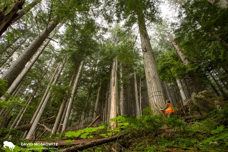 Marcus Reynerson peers up at an old growht western red cedar with bands wrapped around it to keep the trunk from splitting when it is felled. This stand of ancient rainforest was clearcut a few days after I took this photo. Northern Selkirk Mountains, British Columbia.