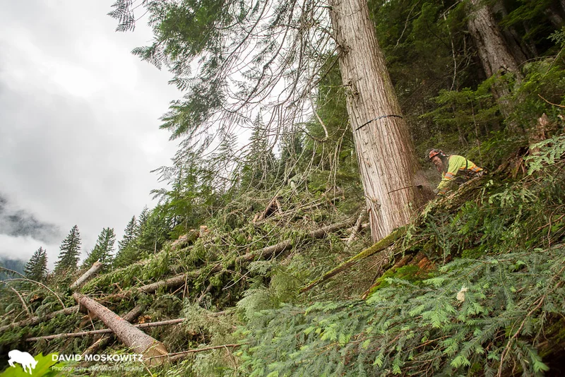 Western red cedar is used to provide a wide variety of valuable lumber products. Even so, many ongoing timber harvests in the rainforest are only economically feasible because of goverment subsidies from BC set up to encourage the liquidation of old growth forest stands.