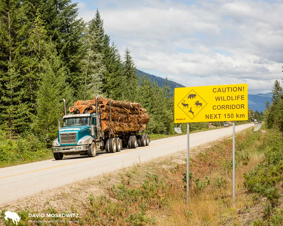 Logging truck carrying old growth cedar trees out of endangerend mountain caribou habitat. Columbia Mountains, BC.
