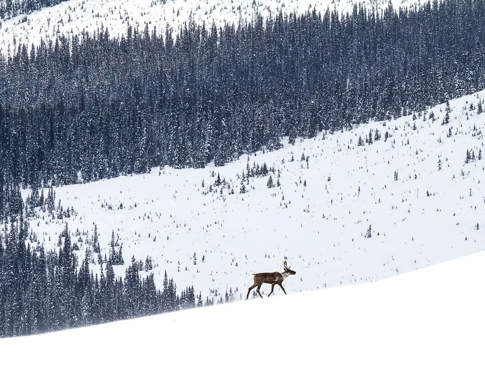 A mountain caribou traverses an alpine slope in British Columbia's Hart Mountains. Behind the carbiou a high elevation clearcut stands in contrast to the remaining forest. Habitat destruction from logging, mining and resource extraction activities are the heart of continued decline of this globally unique ecotype of caribou.