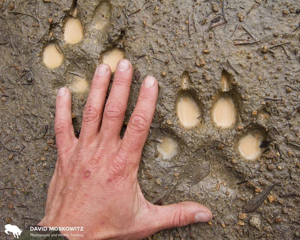 Tracks of a member of one of Washington State’s wolf packs. Besides identification, tracks can be used to help determine home range, habitat use, and numbers of animals in a group.