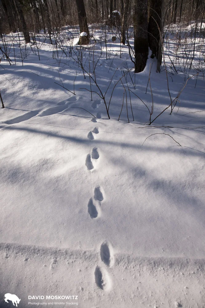 Trail of a fisher in the North Woods of Wisconsin. Many studies which rely on wildlife tracking depend on snow cover for creating consistent detection probabilities.