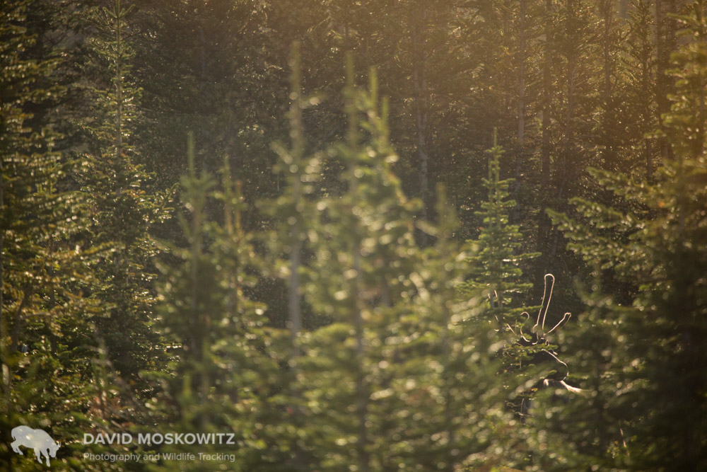  Mountain caribou are a distinct ecotype of woodland caribou which can be found across the boreal forests of North America. 