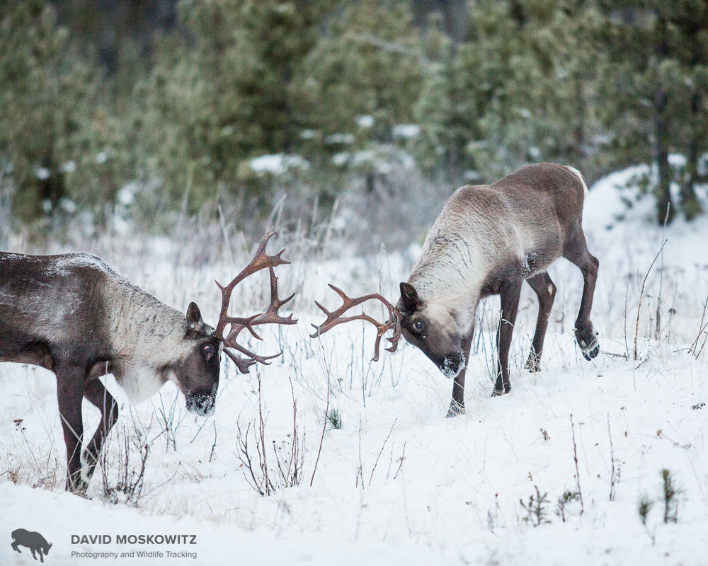  Two bull caribou squre up to spare. Hart Range, British Columbia 