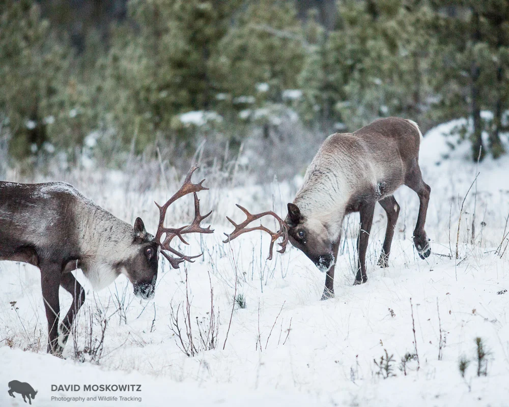 Two bull caribou squre up to spare. Hart Range, British Columbia