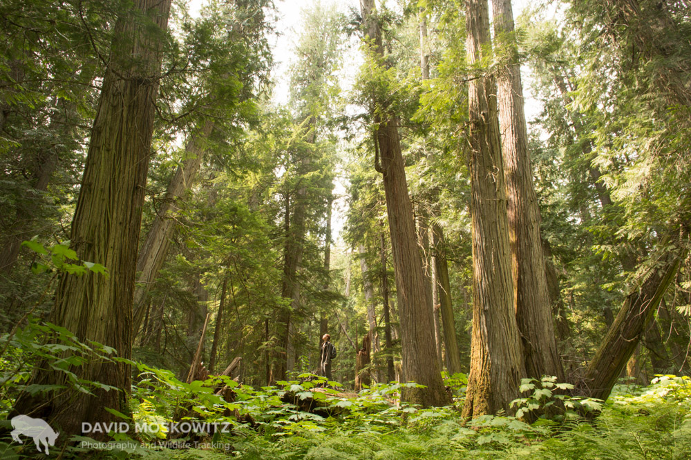  Old growth rainforests such as this one are highly valuable fall and spring habitat for mountain caribou, and for their valuable timber from the forestry industry. Trout Lake, British Columbia. 