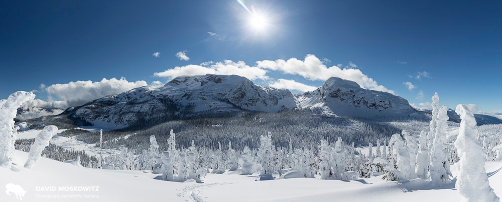 Home range of the North Columbia herd in winter. Monashee Mountains, British Columbia.