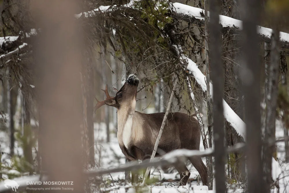 Tree lichens are a vital found source for Mountain caribou in the winter throughout their range. Hart Mountains, British Columbia.