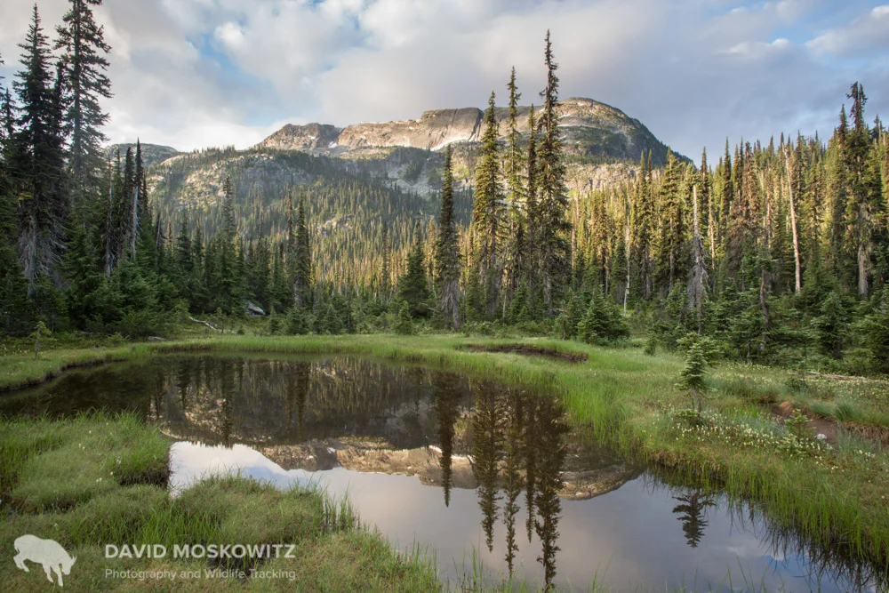 Summer mountain caribou habitat. Columbia Mountains, British Columbia.