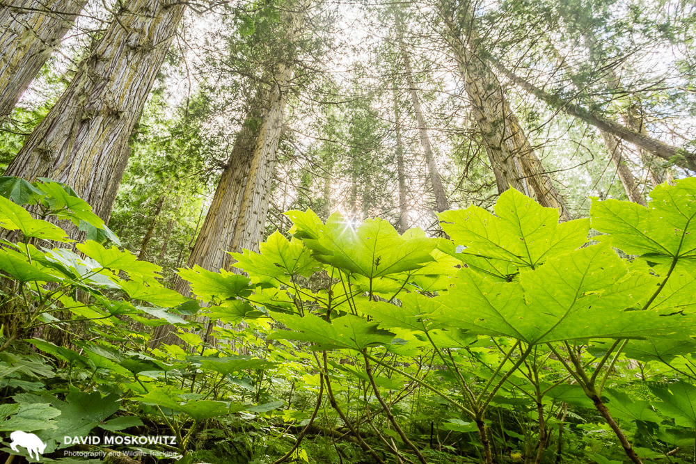  Ancient inland rainforest on the eastern slope of the Northern Cariboo Mountains. A rare bright spot in protection of low elevation forests in the region, this forest was slotted to be logged until locals took action and forced the province to set i