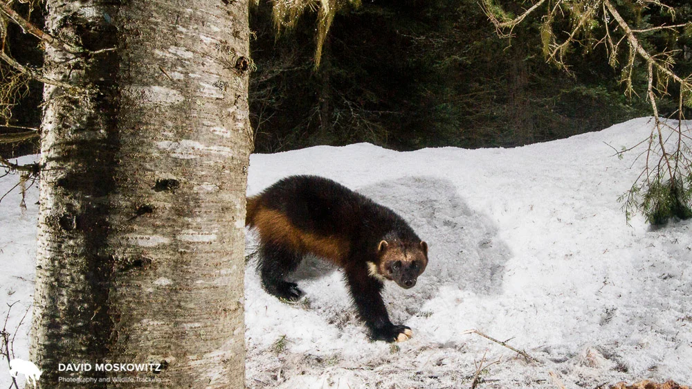 Wolverine in historic mountain caribou habitat in northwestern Montana.