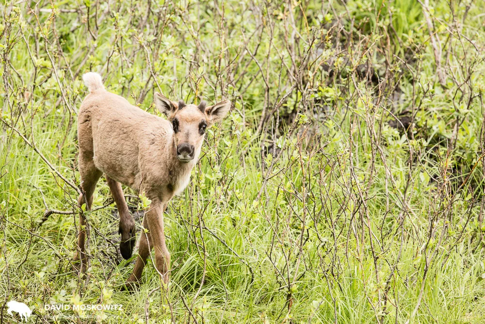 A caribou calf in the Klinse-za maternity pen, one of two attempts in BC to protect pregnant females and young calves from predators during their must vulnerable time of the year.