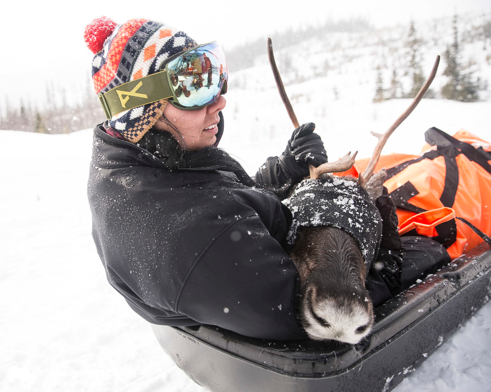  Saulteau First Nations biologist Naomi Owens helps transport a pregnant mountain caribou to the Klinse-za maternity pen being opportated jointly by two First Nations and the province of British Columbia in the Hart Range. 