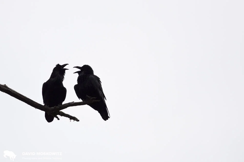 Two ravens discuss the days happenings in the Great Bear Rainforest.