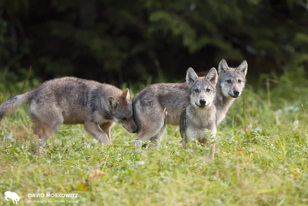 Sibling wolves in a coastal wet meadow in the Great Bear Rainforest.
