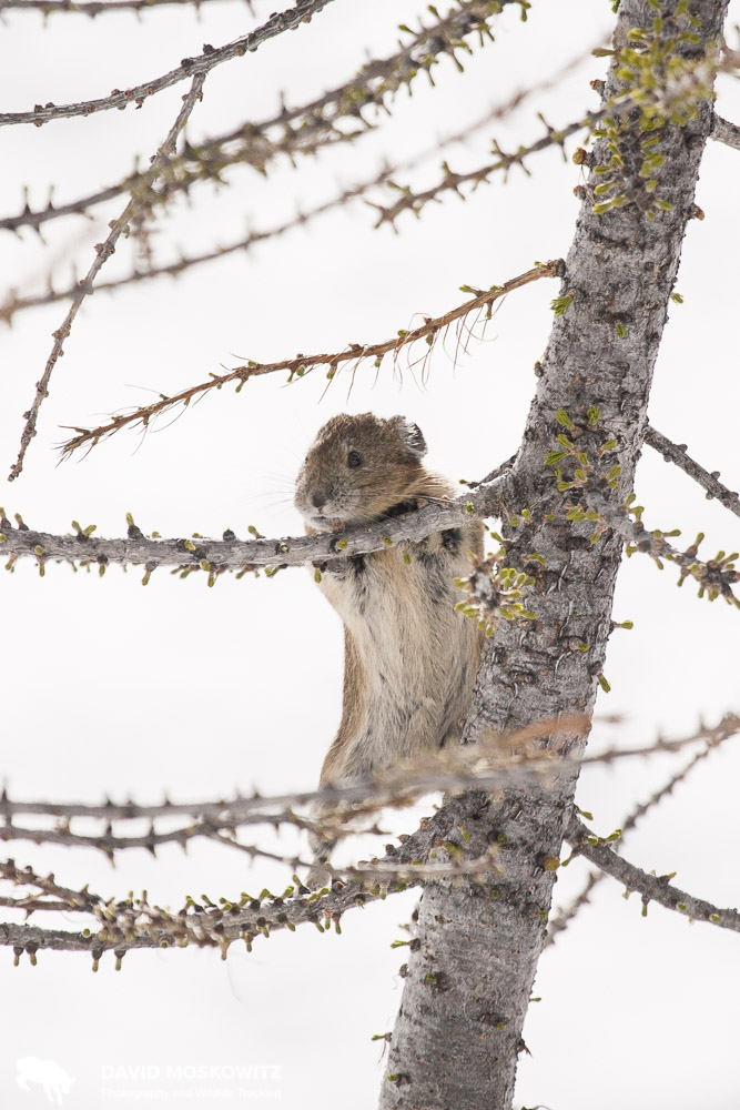 American pika foraging in an alpine larch in the North Cascades of Washington.