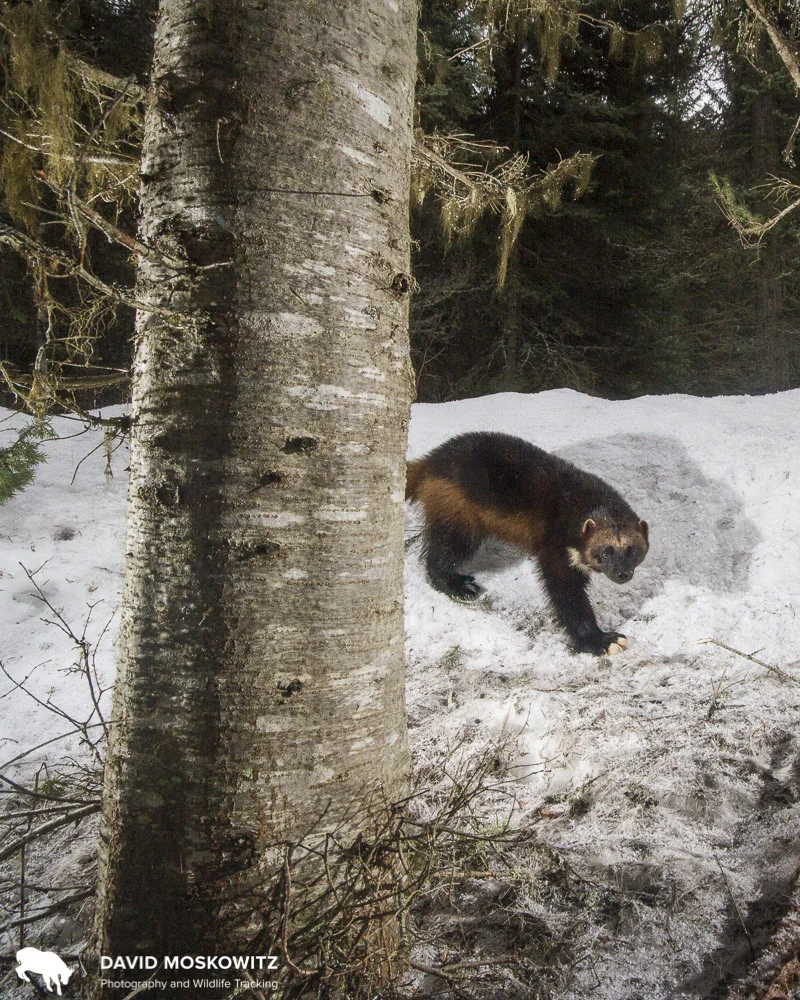 A wolverine in the Mission Mountains of Montana.