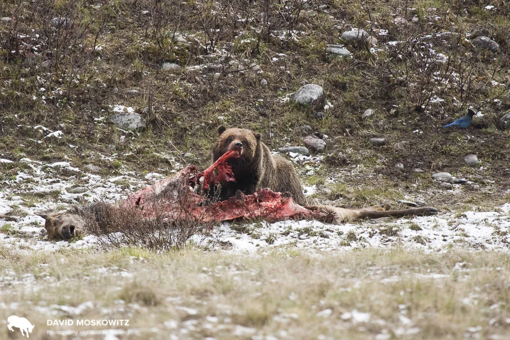 A grizzly bear dines on an elk which was killed the previous day by wolves in northwestern Montana.
