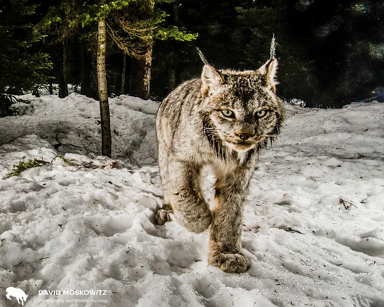 Canada lynx in Montana’s Mission Mountains.