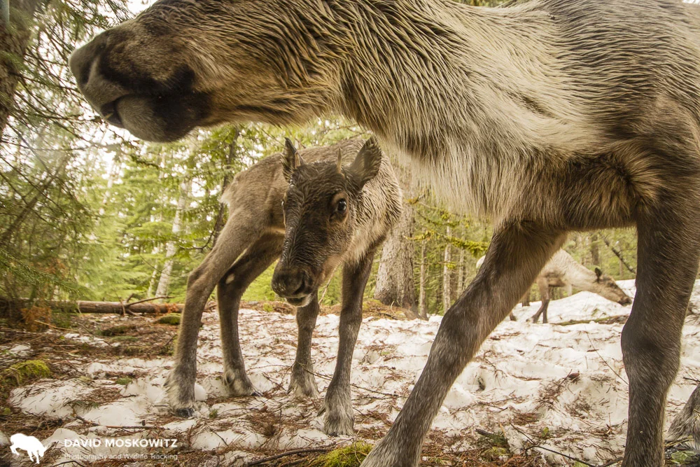 A mountain caribou calf peers under the head of its mother.