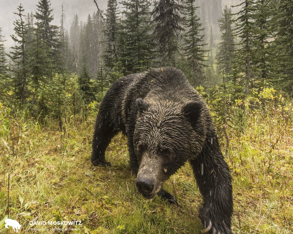 A grizzly bear from the endangered population in the southern Selkirk Mountains close to the British Columbia—Washington border.