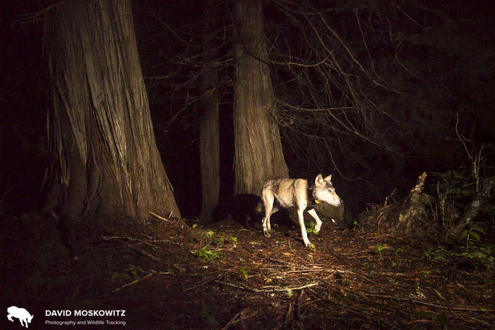 A grey wolf pads under ancient cedar trees in the Selkirk Mountains.
