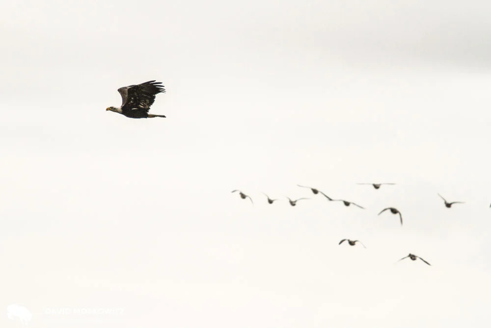 A passing bald eagle launches a flock of snow geese into flight. Salish Sea, Washington State.