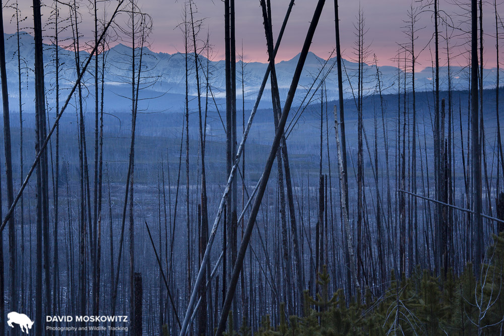 Sunrise over the Rocky Mountains through burned timber. North Fork of the Flathead River Valley. Glacier National Park, Montana.