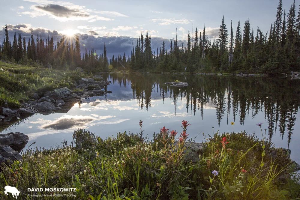 Sunset over a subalpine pond in the Columbia Mountains, British Columbia.