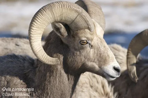 Bighorn Sheep Ram. Clemens Mountain, East slope Washington Cascades.