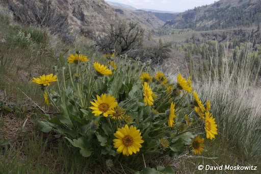 Balsamroot in the Tieton River Canyon. East slope Washington Cascades