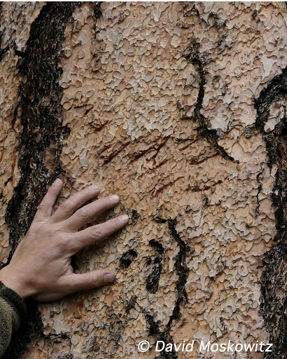 Black bear claw marks on a Ponderosa pine tree. Northwestern Montana.