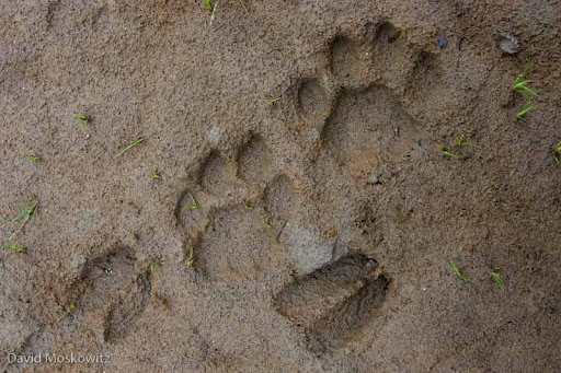 Mountain Lion and Black-tailed Deer tracks in mud. Skagit River, Washington.