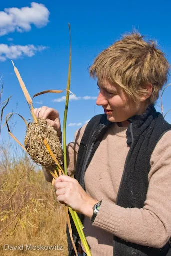 Naturalist Emily Gibson inspects a marsh wren nest she discovered. Potholes, WA