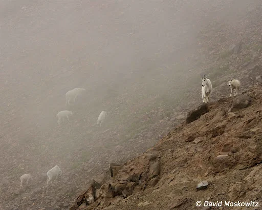 Mountain goats in mist. Goat Rocks Wilderness, Washington Cascades.