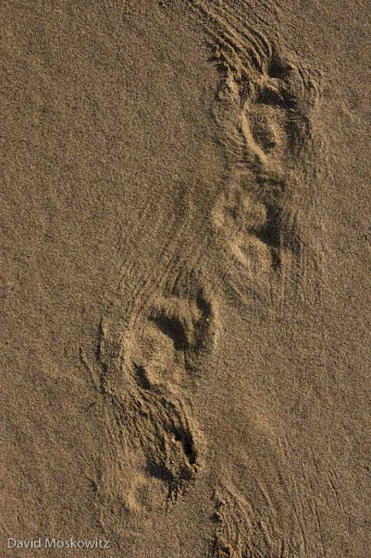 Porcupine, fast walk track pattern. Umpqua Dunes, Oregon Coast