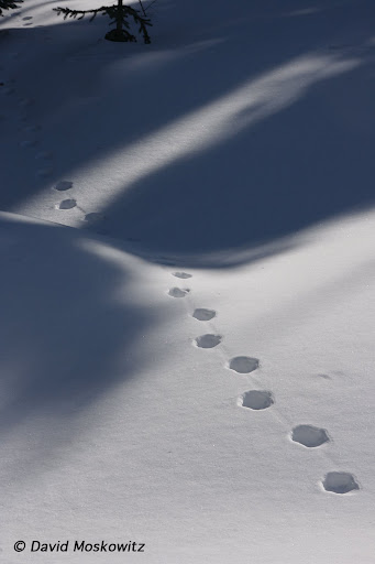 Canada lynx, walking trail wending through fresh snow. North Cascades, Washington