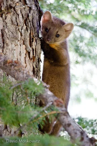 A pine marten (Martes americana) peers down from a safe perch.