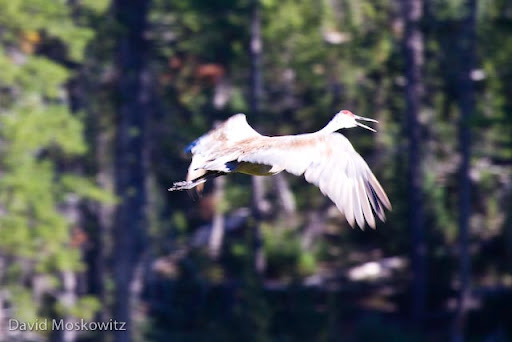 Sandhill crane (Grus canadensis) in flight. Cranes breed and rear young in the vast wet meadow systems of central Idaho.