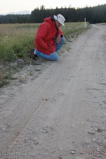 Don Taves inspects the trail of a wolf trotting down a dirt road.